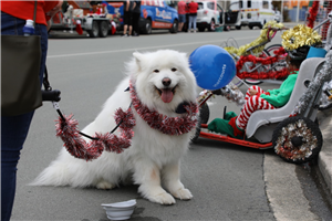 Timaru Santa Parade